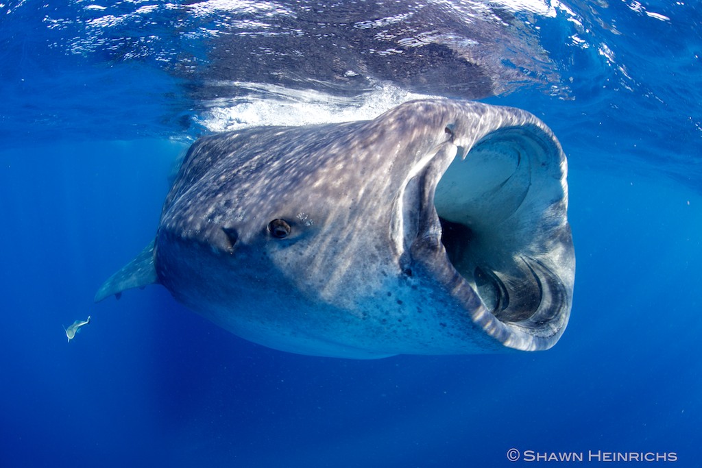 How big is whale shark?