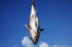Bluefin Tuna Fishery 
