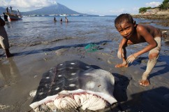 Whale Shark Fishery 