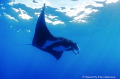 Manta Rays 