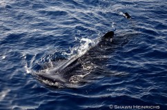 Whale Sharks 