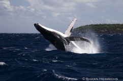 Humpback Whales 