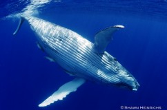 Humpback Whales 