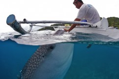 Whale Sharks 