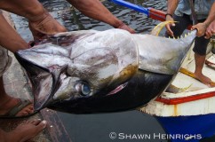 Yellowfin Tuna Fishery 