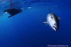 Yellowfin Tuna Fishery UW 