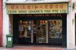 Shark Fin Trade 