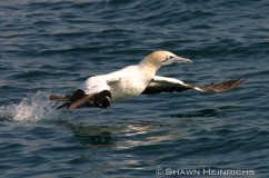 Seabirds 