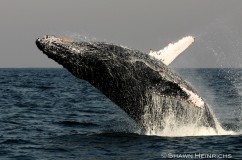 Humpback Whales 