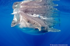 Whale Sharks 
