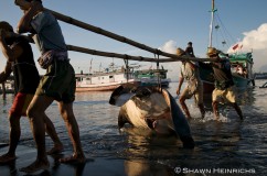 Manta Ray Fishery 