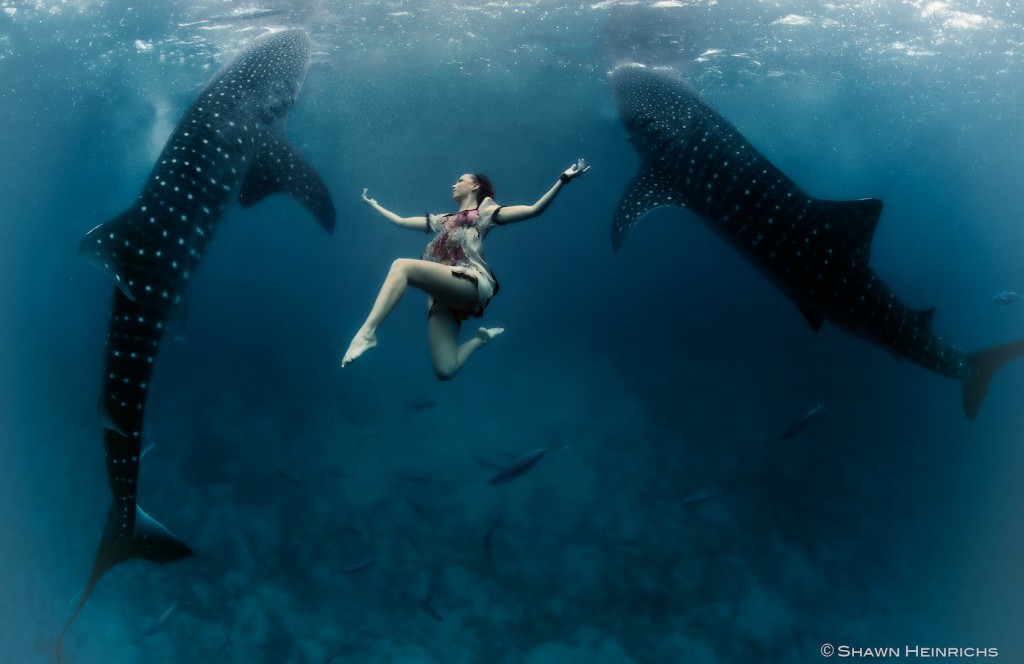 W2: Whale Shark Fashion - Two Worlds Join - Roberta Mancino