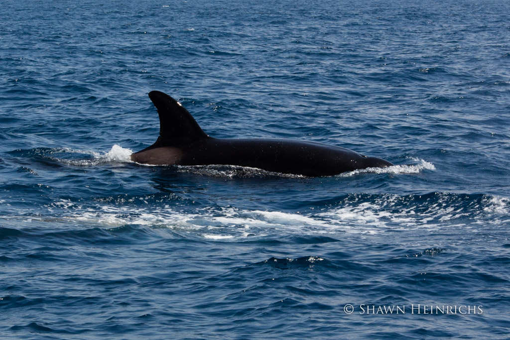 Orca closes in on Sperm Whale group