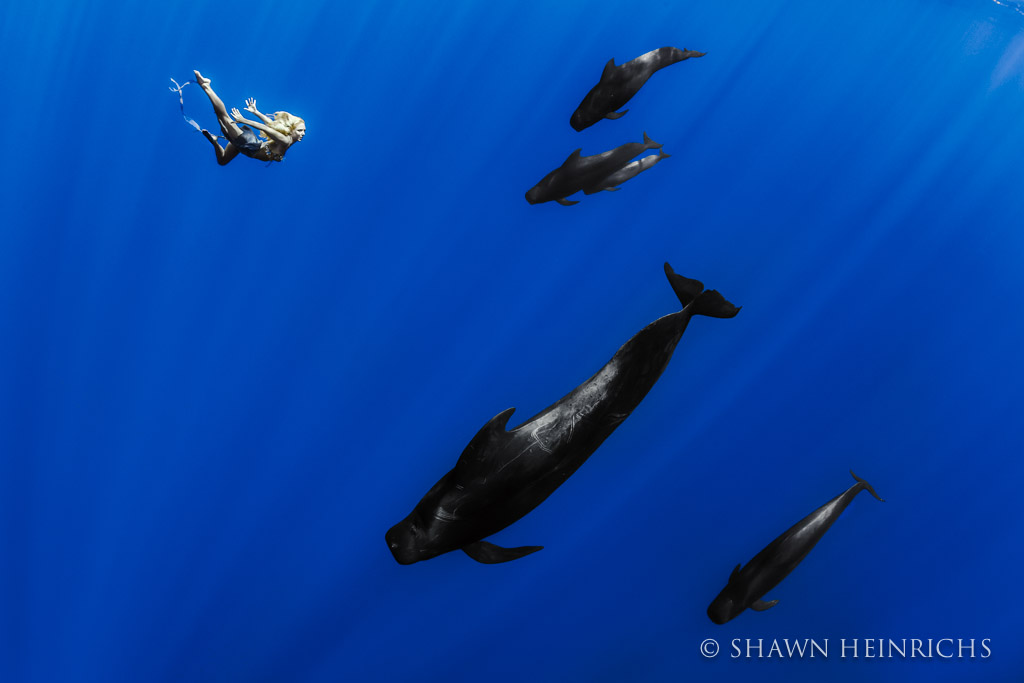 Hannah Fraser comes face-to-face with a pod of Pilot Whales