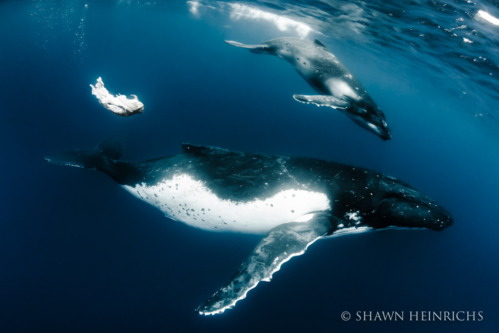 Hannah Fraser swims with a mother and calf Humpback Whale