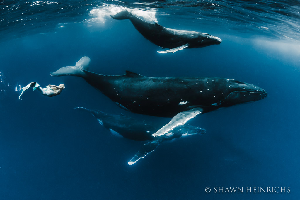 Hannah the Mermaid swims with a family of Humpback Whales