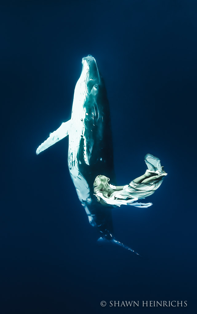 Hannah Fraser dances with a Humpback Whale calf