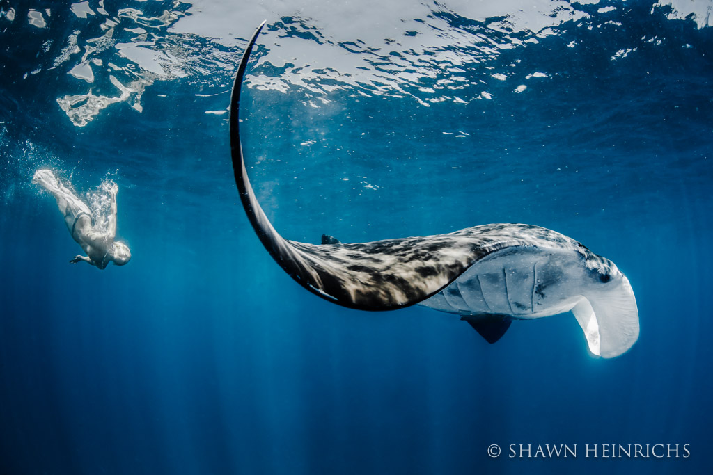 Majestic Manta with Hannah Fraser