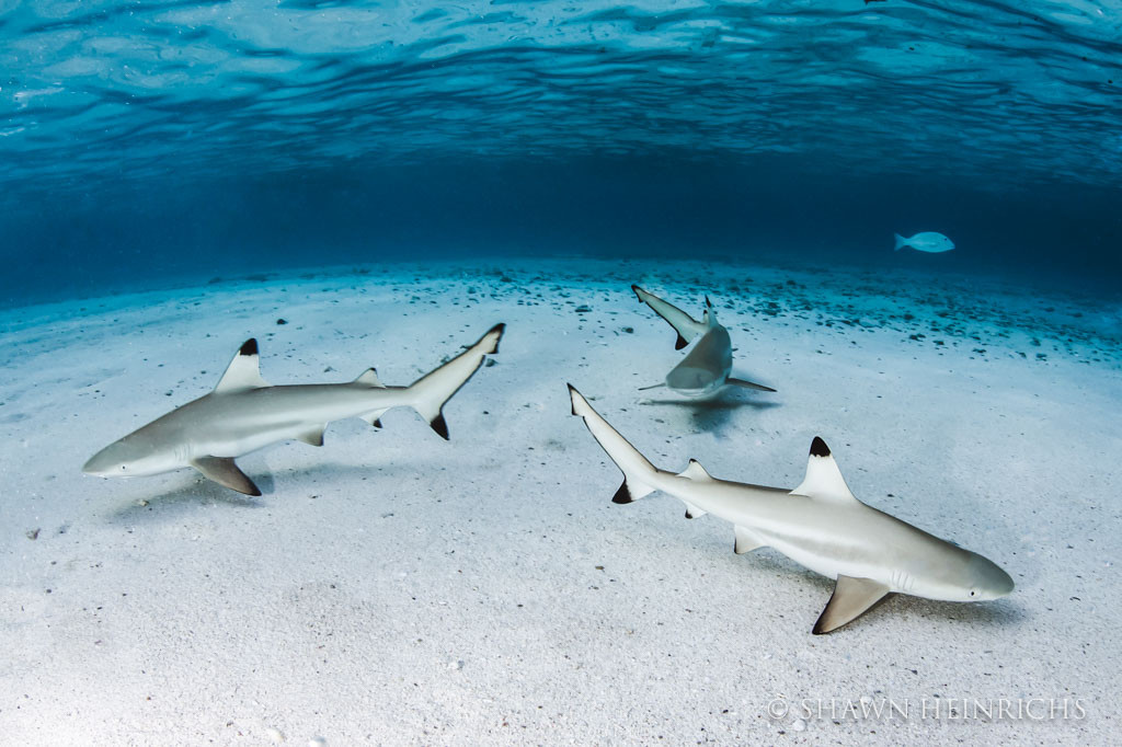 ShawnHeinrichs-20140403-171726-_B4V6641-Edit